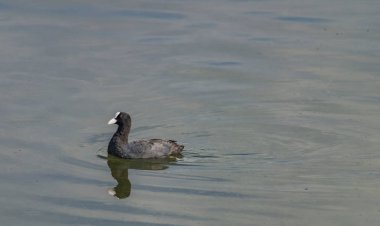 Bahri kuş Milada Gölü yaz aylarında