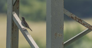 Ardıç kuşu elektrik yayında