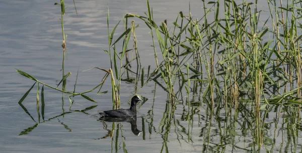 Oiseau grèbe sur le lac Milada en été — Photo