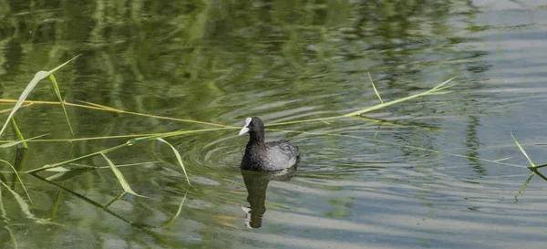 Oiseau grèbe sur le lac Milada en été — Photo