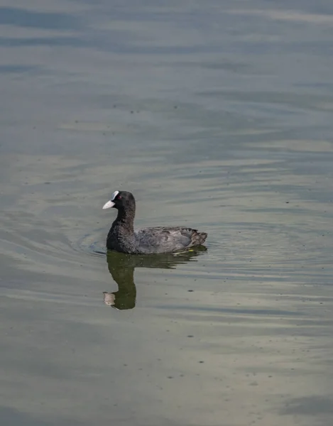 Vöcsök madár Milada tó nyáron — Stock Fotó
