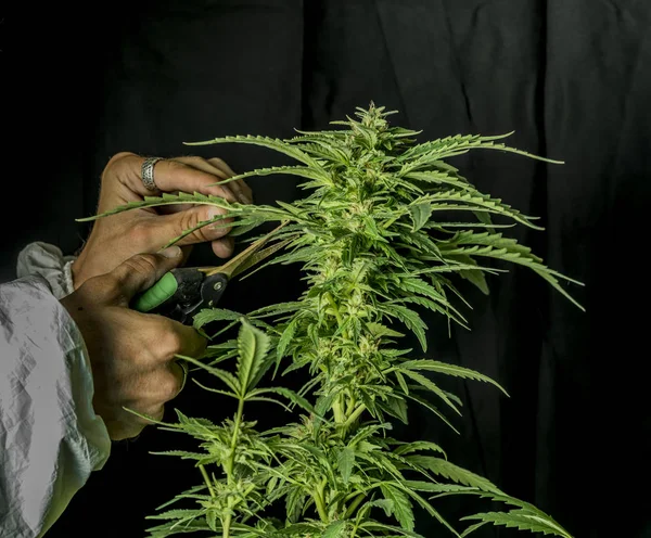 Man in een wit pak en groene marihuana bloem — Stockfoto