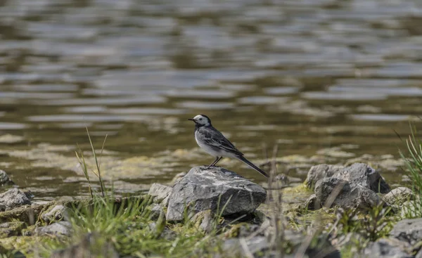 Oiseau Wagtail près du lac au printemps — Photo