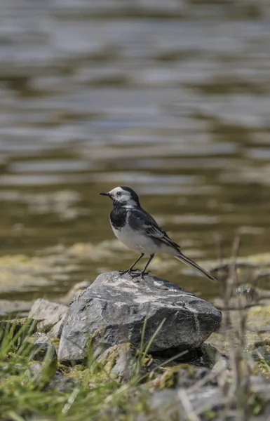 Oiseau Wagtail près du lac au printemps — Photo