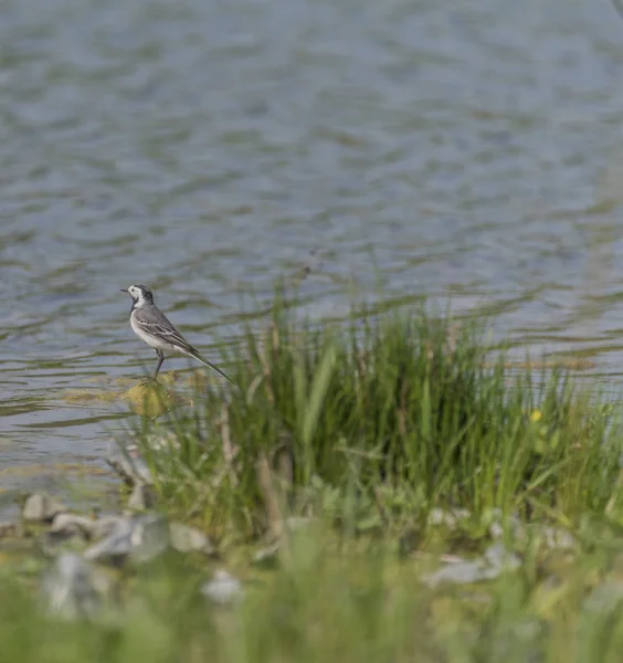 Wagtail bird near lake in spring — Stock Photo, Image