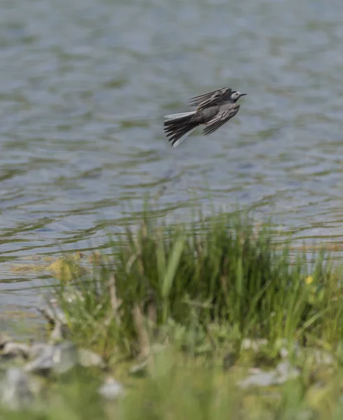Pták Konipas u jezera na jaře — Stock fotografie