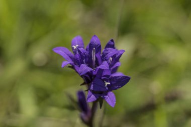 Menekşe çiçek çan yeşil çim