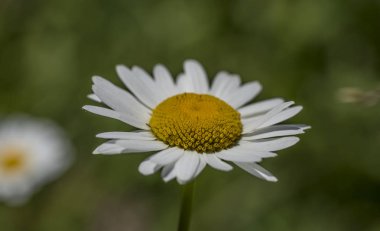 Ay papatya çiçek yeşil çimen