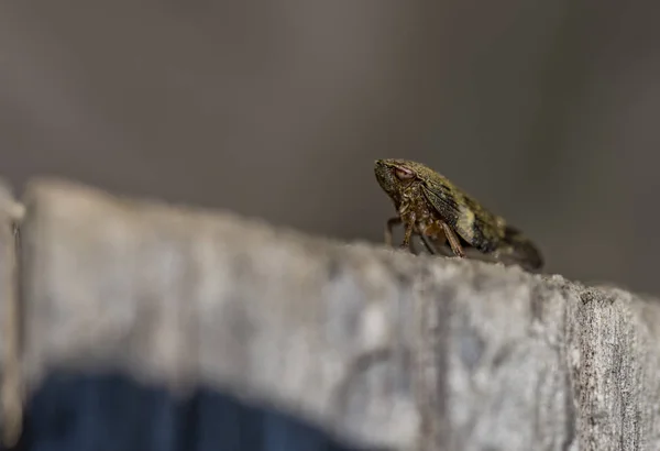 Saltar inseto na árvore velha — Fotografia de Stock