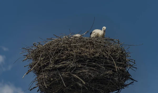 Leylek yuvası koyu mavi gökyüzü ile üzerinde