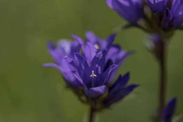 Фіолетовий квітковий дзвін у зеленій траві — стокове фото
