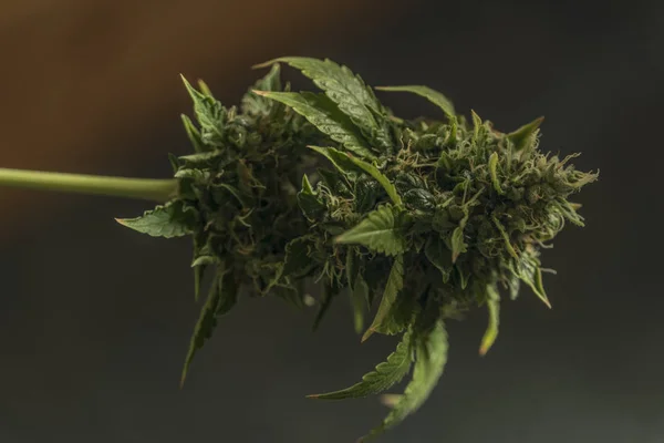 Mooie leeftijd bloei van S.A.G.E. verscheidenheid van marihuana — Stockfoto