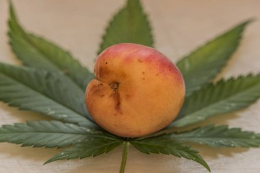 Marihuana yaprağı ile beyaz gri tabloda kayısı
