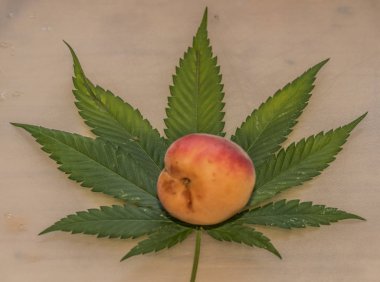 Marihuana yaprağı ile beyaz gri tabloda kayısı