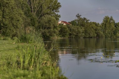 Sarı nilüfer nehir Labe Kresice Köyü