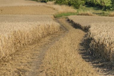 Yaz günü buğday tarlada Encovany Köyü olarak