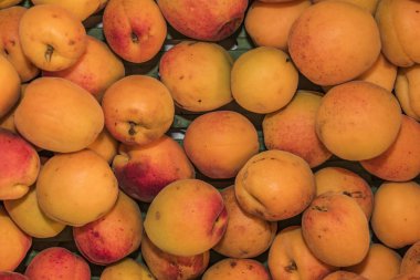 Renk güzel kayısı kurutma önce