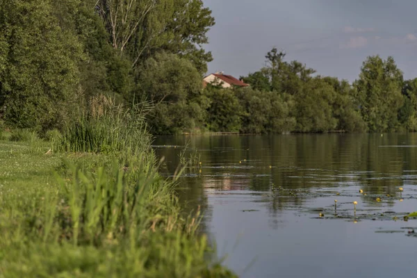 Sárga tündérrózsa, a Labe folyó a falu Kresice — Stock Fotó