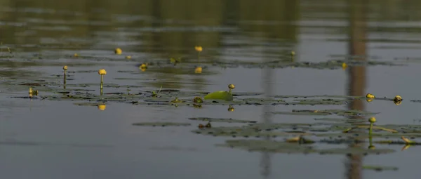 Bunga bakung air kuning di sungai Labe di desa Kresice — Stok Foto