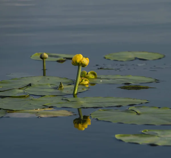 Gelbe Seerose im Labyrinth des Flusses im Dorf Kresice — Stockfoto