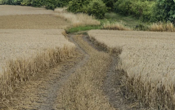 Yaz günü buğday tarlada Encovany Köyü olarak
