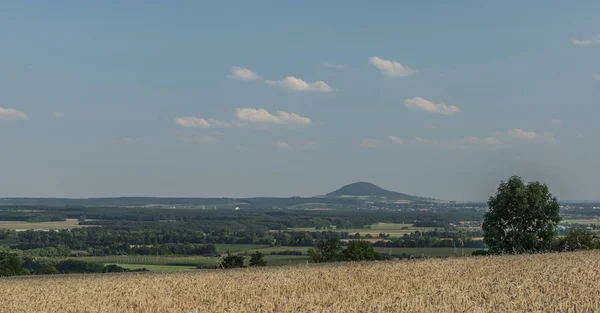 Letni dzień w polu pszenicy, w pobliżu miejscowości Encovany — Zdjęcie stockowe