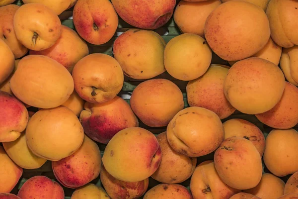 Renk güzel kayısı kurutma önce