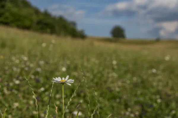 Prairie avec des fleurs de couleur dans le parc national — Photo