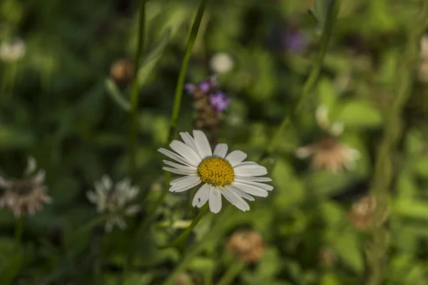 국립 공원에서 컬러 꽃 초원 — 스톡 사진