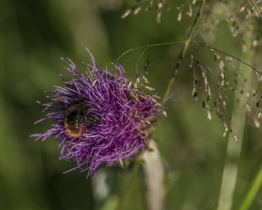 Yeşil çim böcek ile menekşe thistle