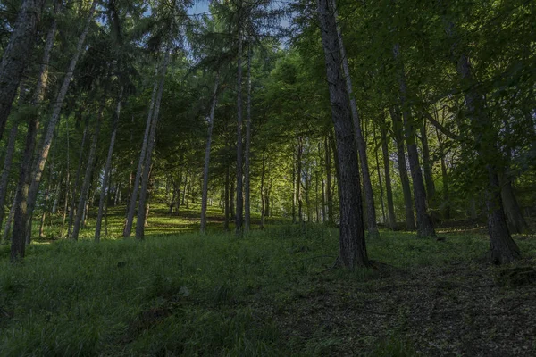 Yaz aylarında koyu yaprak ormandaki büyük yamaç — Stok fotoğraf