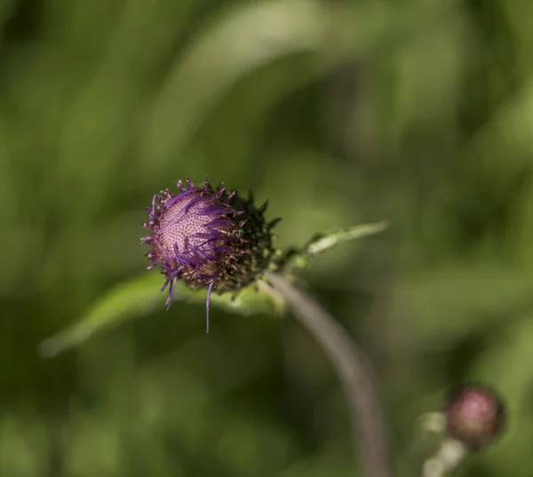 Cardo viola con insetto in erba verde — Foto Stock