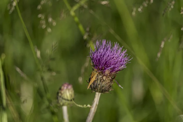 Cardo violeta con insecto en hierba verde — Foto de Stock