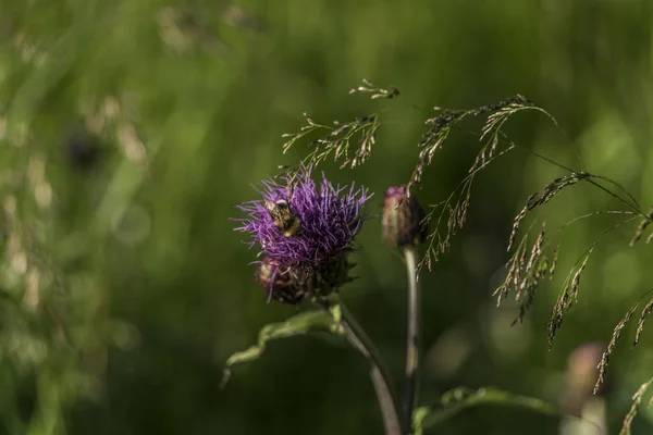 Cardo violeta con insecto en hierba verde —  Fotos de Stock
