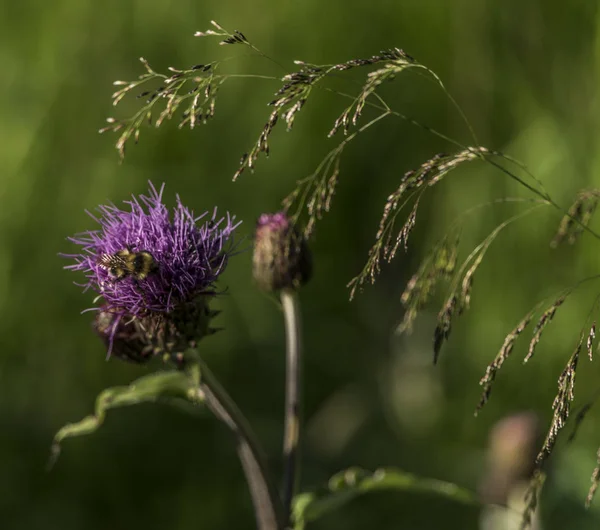 Cardo violeta con insecto en hierba verde —  Fotos de Stock
