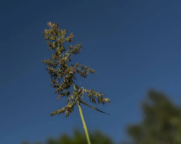 Bloom trawy na słoneczne lato łąka — Zdjęcie stockowe