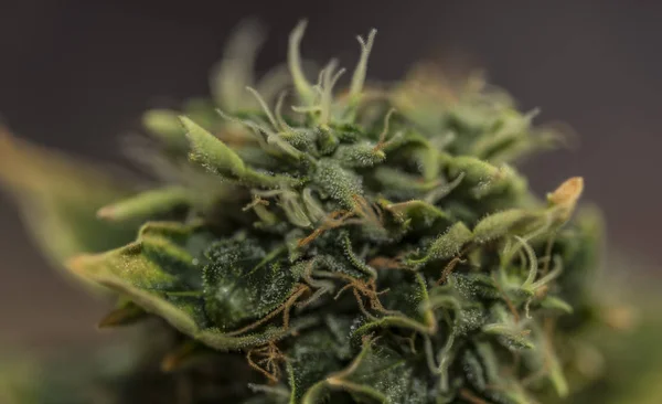 Detail van jaar bloei van S.A.G.E. verscheidenheid van marihuana — Stockfoto