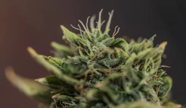 Detail gealterte Blüte von s.a.g.e. Vielfalt an Marihuana — Stockfoto