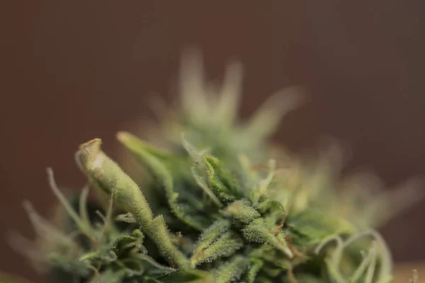 Detalle de floración envejecida de S.A.G.E. variedad de marihuana — Foto de Stock