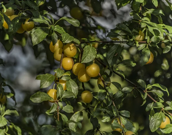 Žlutá švestka na strom se zelenými lístečky — Stock fotografie