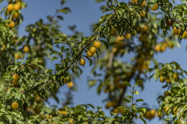 Sarı erik ağacında yeşil yapraklar