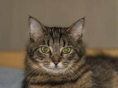 Yeşil gözlü odasında tekir kedi