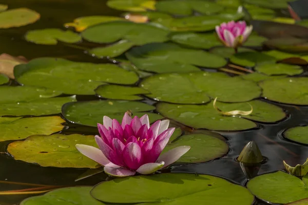 Kleiner Teich mit Seerose und grünem Gras — Stockfoto