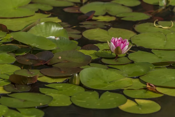 Kleiner Teich mit Seerose und grünem Gras — Stockfoto