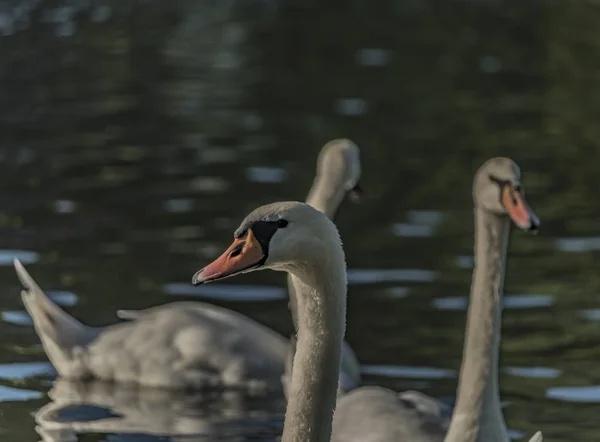 Schwäne in der Nähe des Hafens in Cirkvice Dorf — Stockfoto