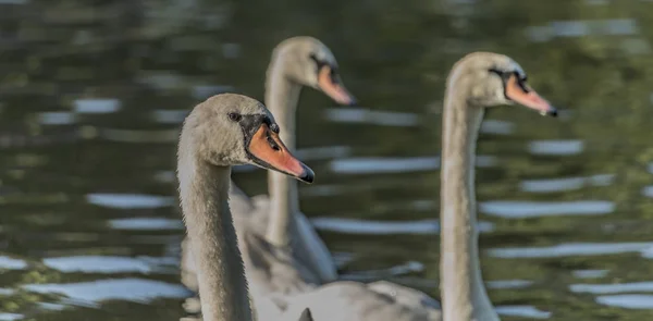 Cisnes perto do porto na aldeia de Cirkvice — Fotografia de Stock