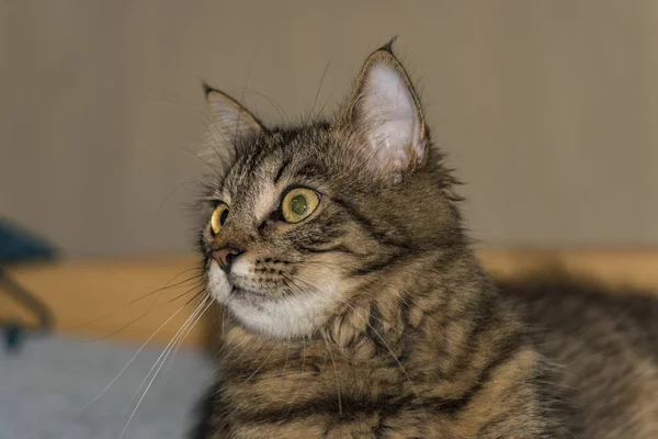 Tabby gato en habitación con ojos verdes — Foto de Stock