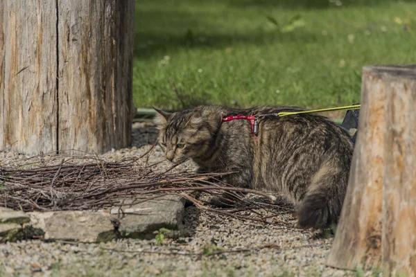 Tabby Katze mit Leine auf grünem Gras — Stockfoto