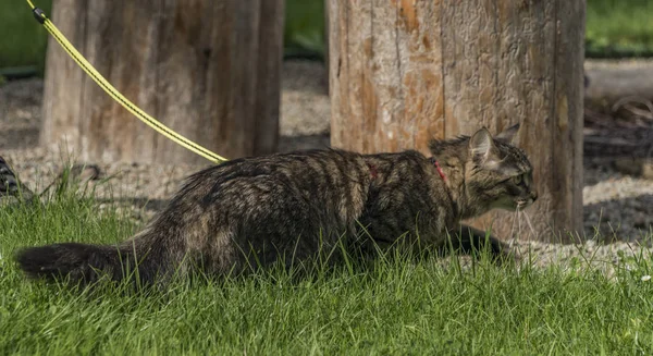 Tabby gato com chumbo na grama verde — Fotografia de Stock