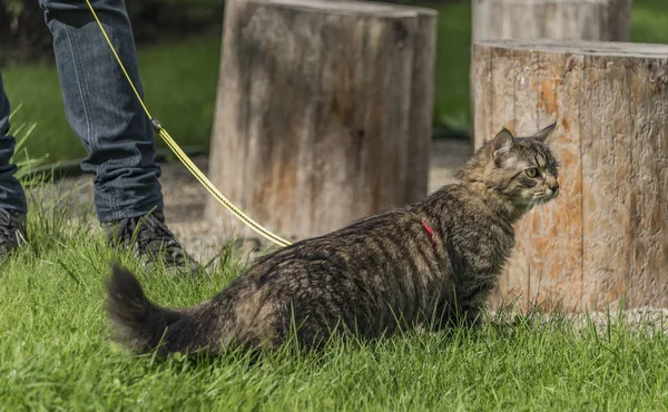 Tabby cat with lead on green grass — Stock Photo, Image